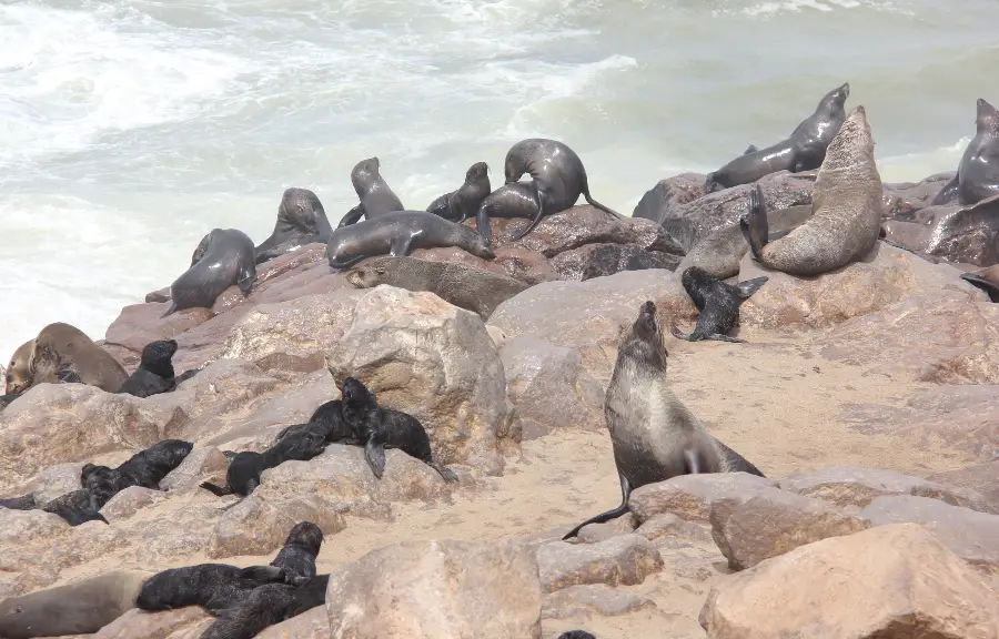 cape cross seal reserve new cape cross seal reserve new