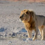 carnivore tracking day tour
