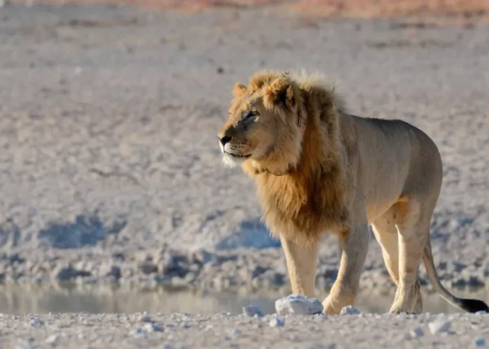 carnivore tracking day tour