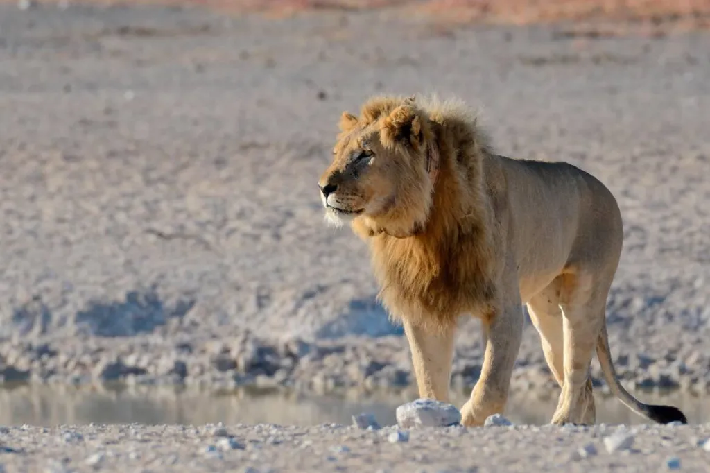 carnivore tracking day tour
