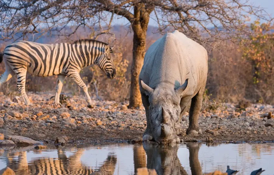 etosha new