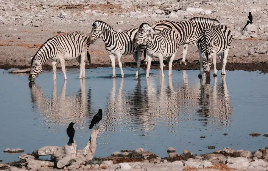 etosha new