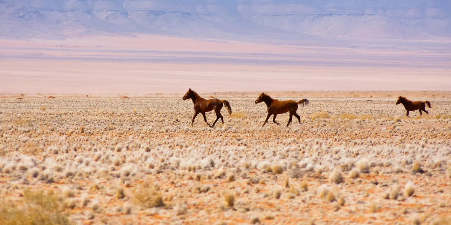 Horseback Riding