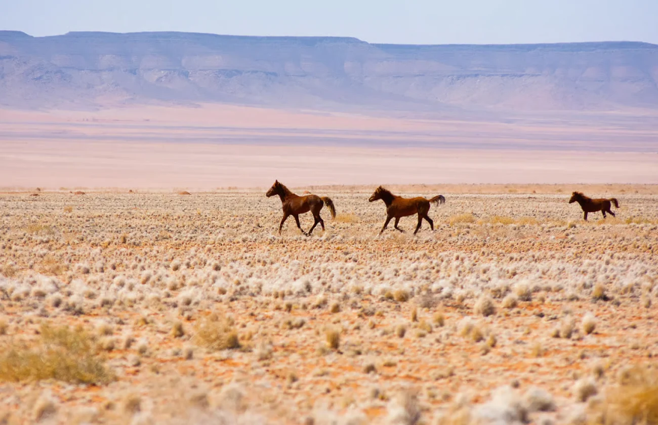 Horseback Riding