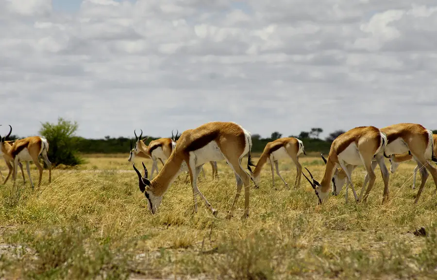 kalahari desert new