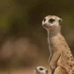 meerkat experience day tour f img