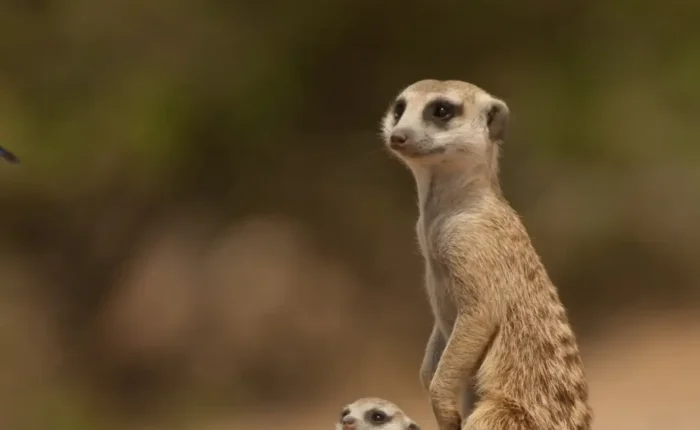 meerkat experience day tour f img