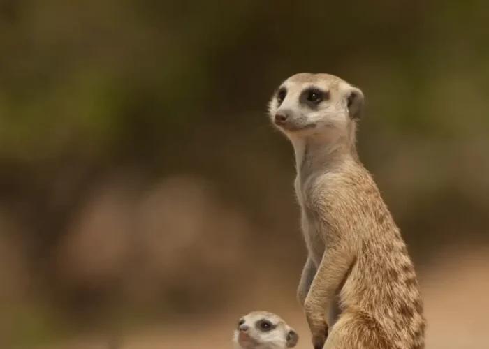 meerkat experience day tour f img