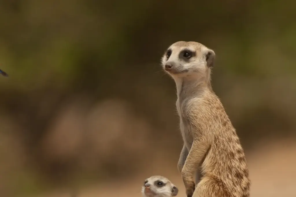 African Safari Tours & Holidays, Safari World Tours