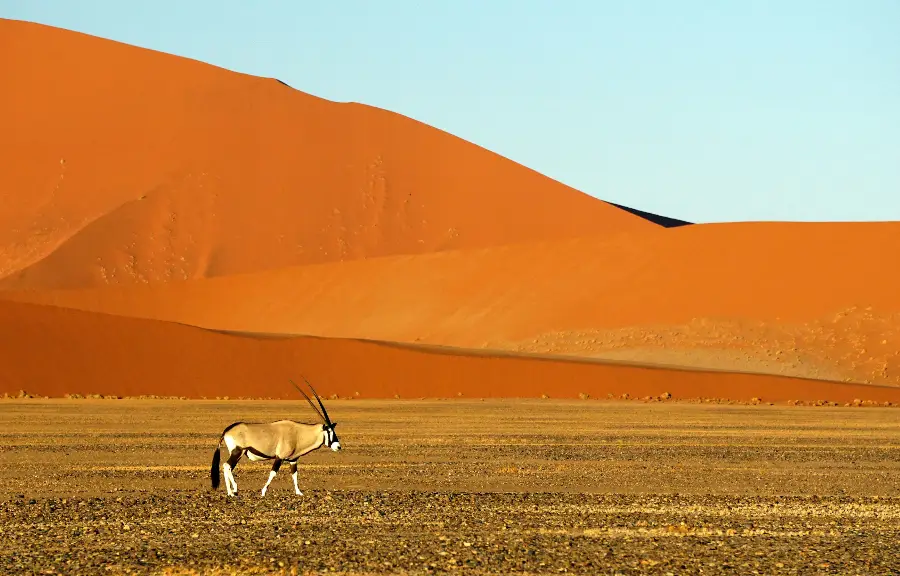 namib desert new namib desert new