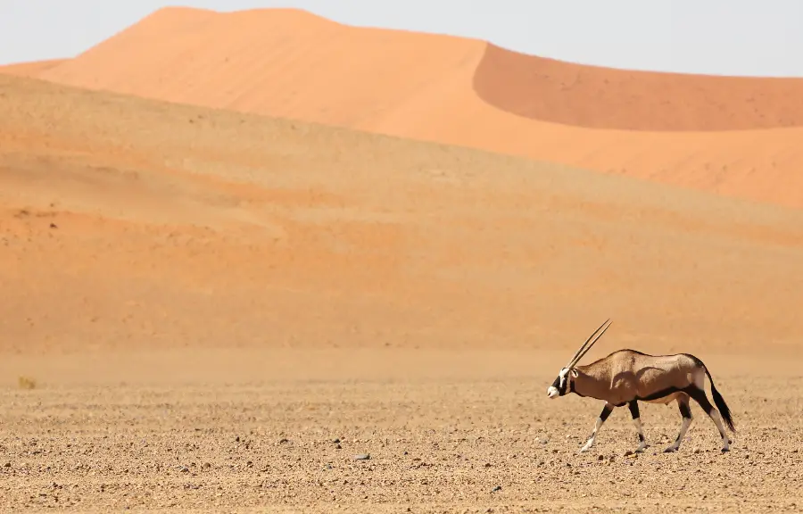 namib nakuluft national park new