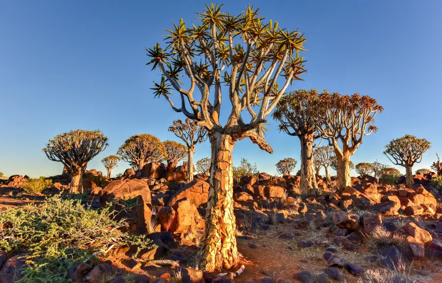 quiver tree forest new quiver tree forest new