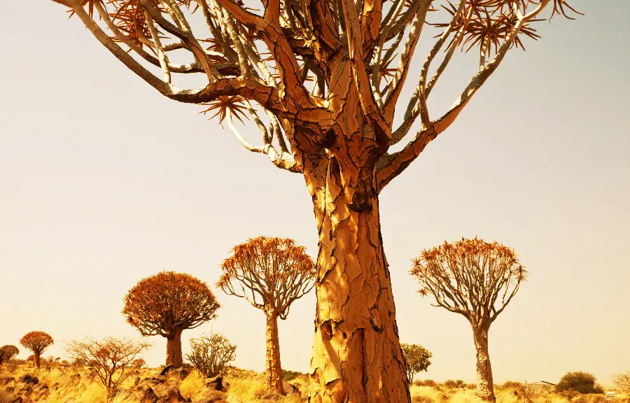 quiver tree forest new quiver tree forest new