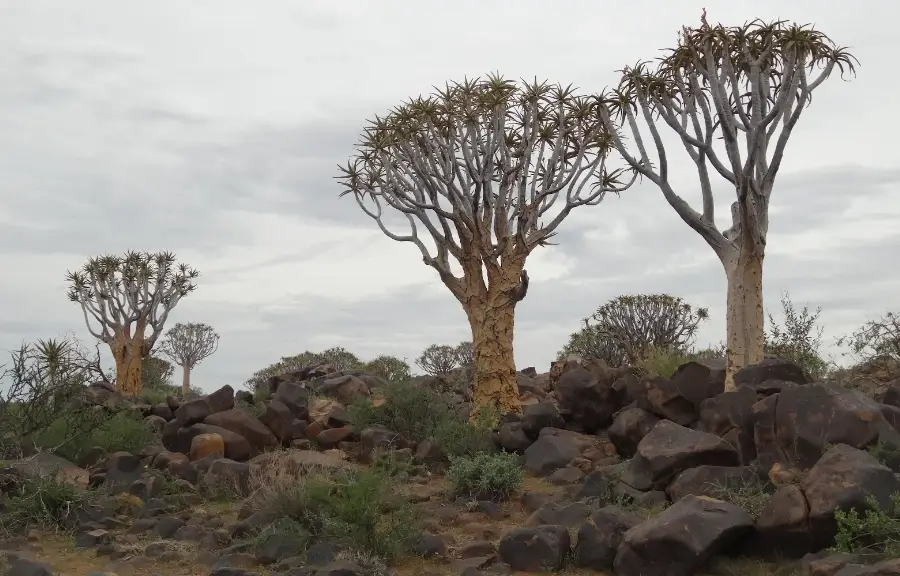 quiver tree forest new quiver tree forest new