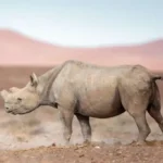 rhino tracking day tour f img