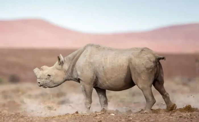 rhino tracking day tour f img