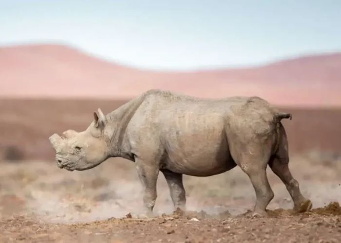 rhino tracking day tour f img