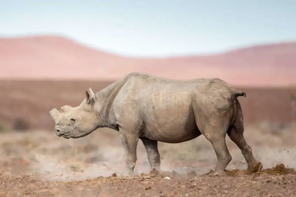 African Safari Tours & Holidays, Safari World Tours