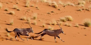 Namibia Wildlife Safari Tour