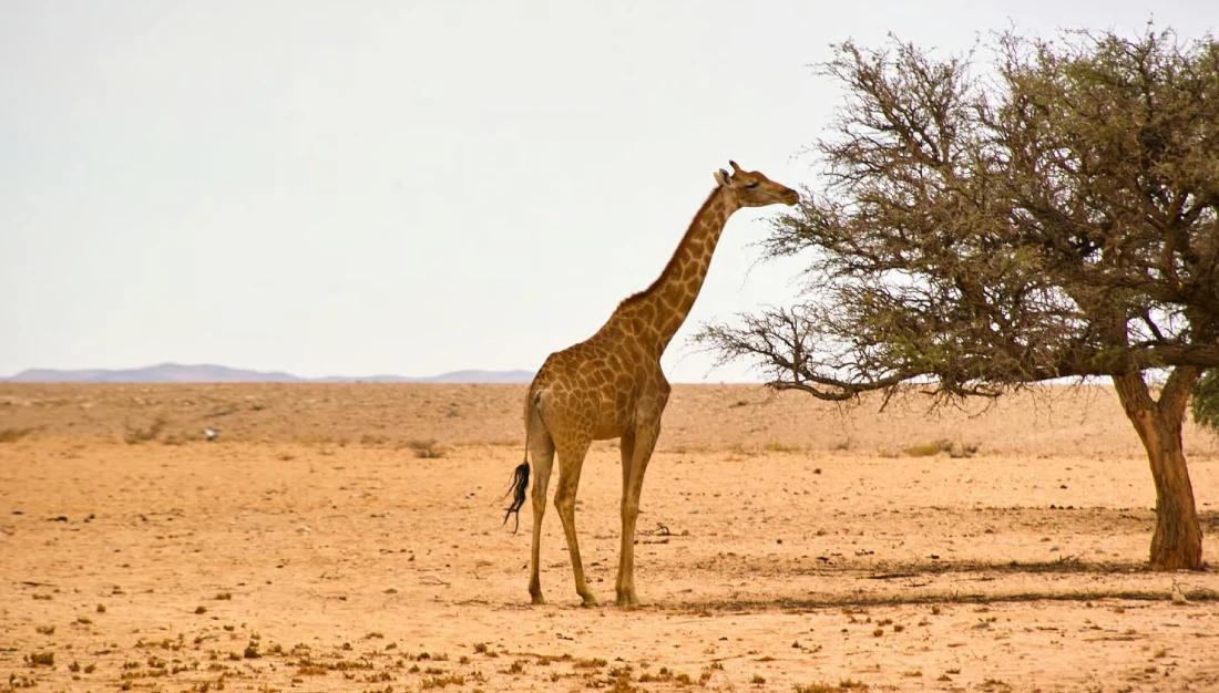 Safari In Namibia Across Desert Safari In Namibia Across Desert