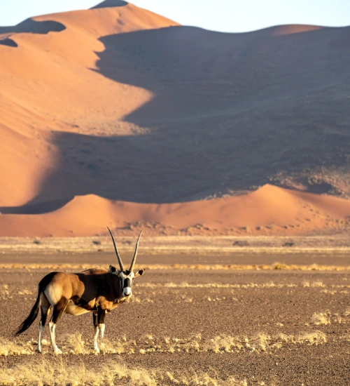 Namibia Safari Feels Different Namibia Safari Feels Different
