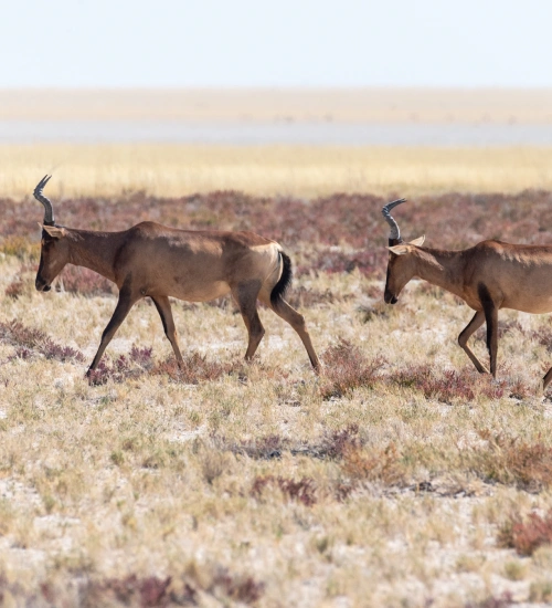 Namibia Safari Feels Different Namibia Safari Feels Different
