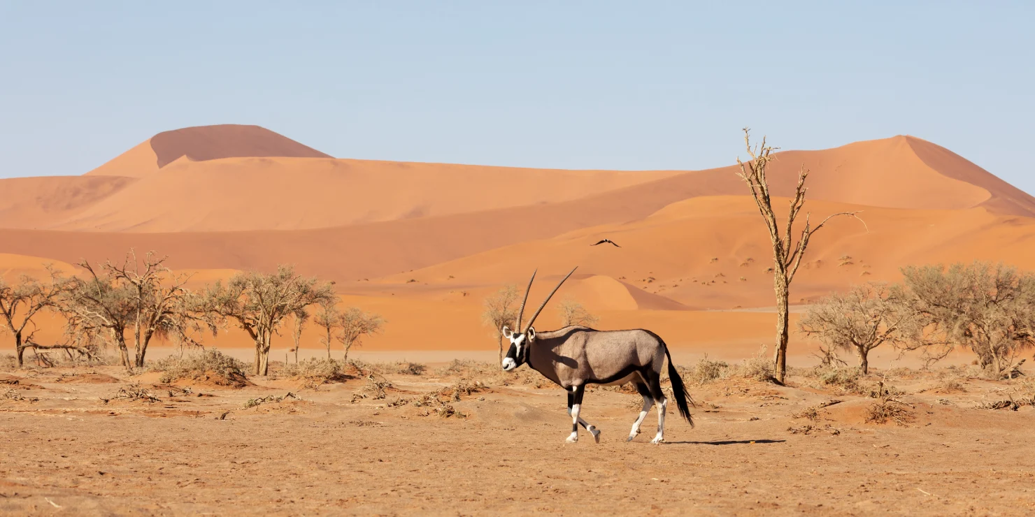 Safari in Namibia Safari in Namibia