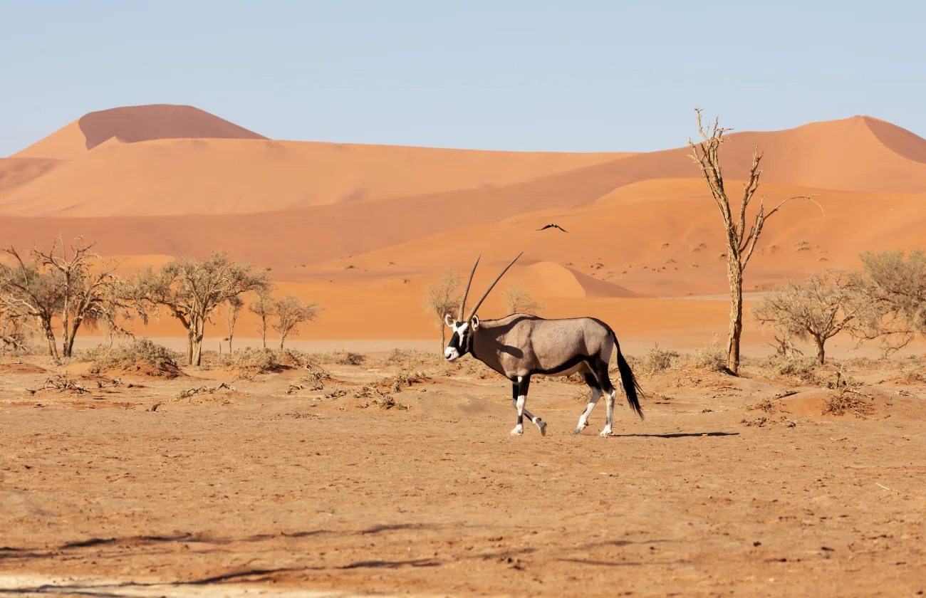 Safari in Namibia