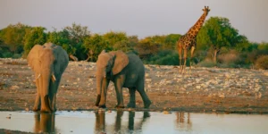 Namibia Wildlife Safari