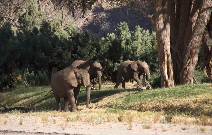 skeleton coast national park new skeleton coast national park new