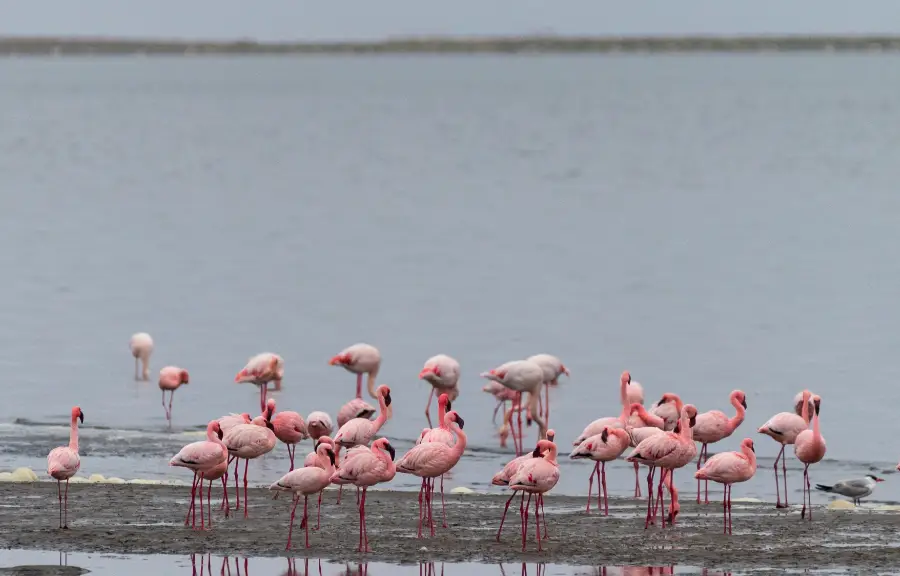 walvis bay new