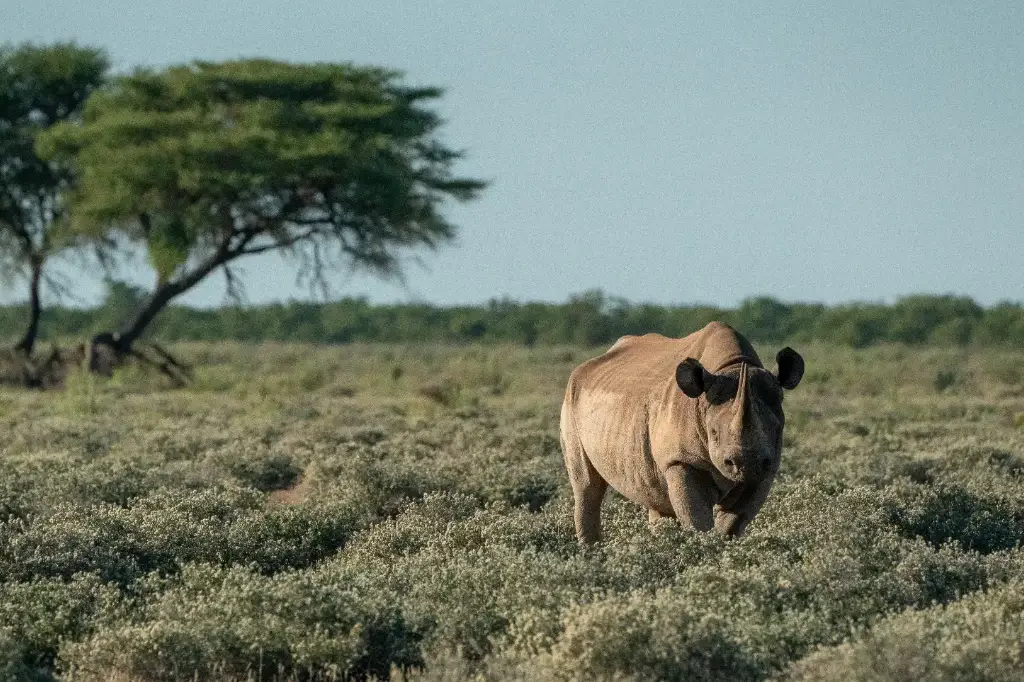 African Safari Tours & Holidays, Safari World Tours