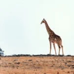 14 Days Self-Drive Ultimate Namibia Safari