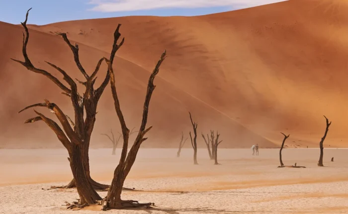 14 Days Tour to Great Safari in Namibia, Botswana & Victoria Falls Tour (Camping)
