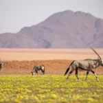 17 Days Trail Safari in Namibia, Botswana and Vic Falls (Lodging & Camping)