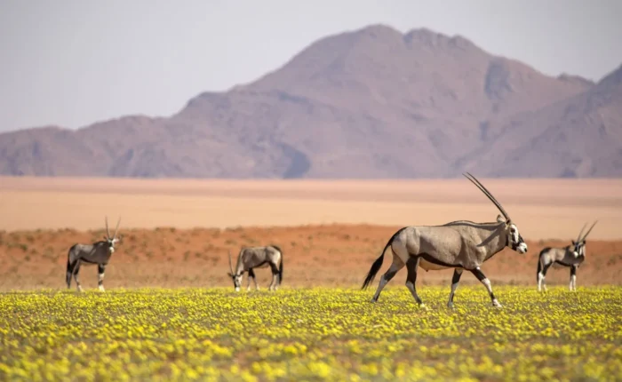 17 Days Trail Safari in Namibia, Botswana and Vic Falls (Lodging & Camping)
