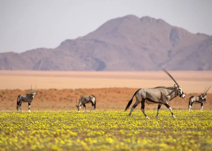 17 Tage Wandersafari in Namibia, Botswana und Vic Falls (Unterkunft & Camping)