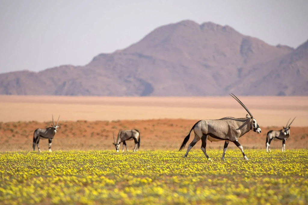 African Safari Tours & Holidays, Safari World Tours