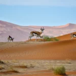 18 Days Adventure Safari in Namibia, Botswana and Vic Falls (Lodging)