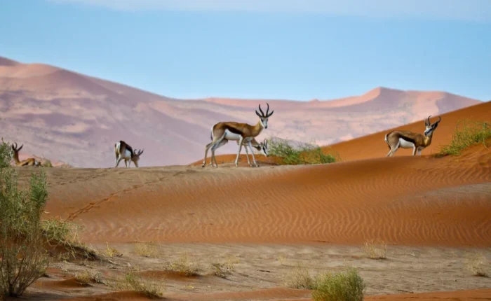 18 Days Adventure Safari in Namibia, Botswana and Vic Falls (Lodging)