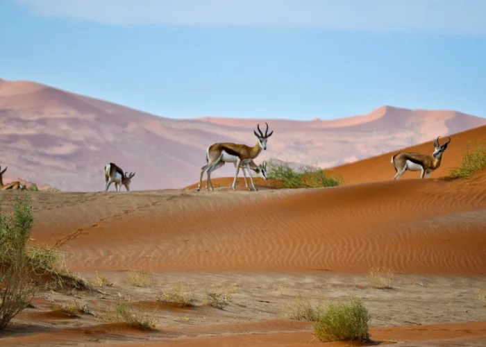 18 Tage Abenteuersafari in Namibia, Botswana und Vic Falls (Unterkunft)