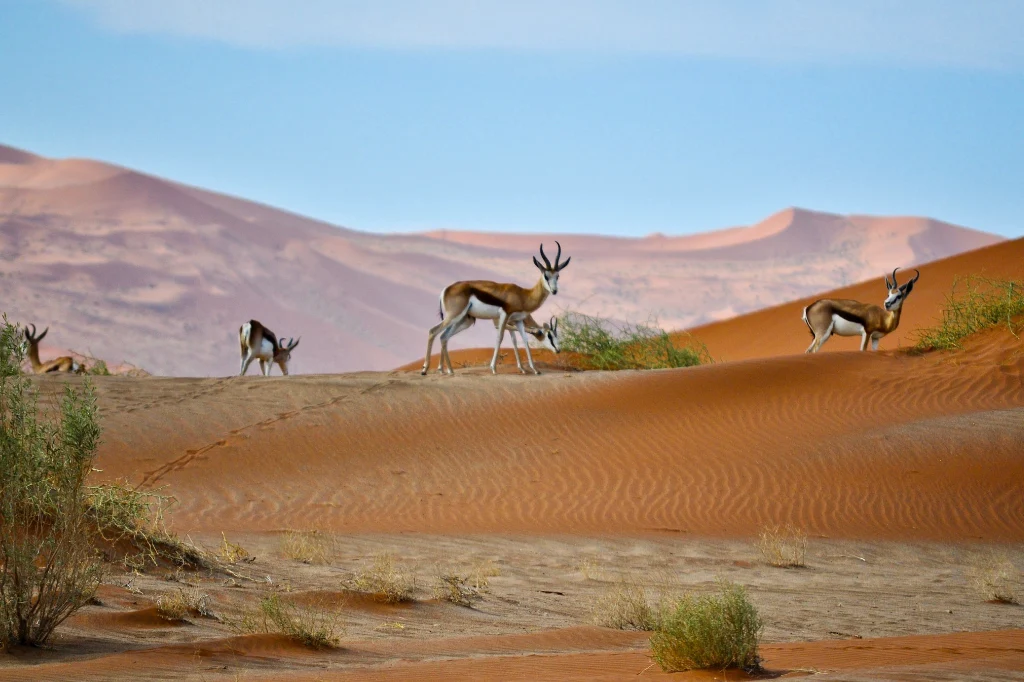 African Safari Tours & Holidays, Safari World Tours