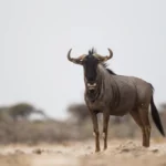days etosha wildlife safari camping
