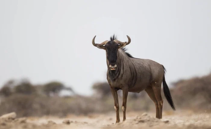 days etosha wildlife safari camping