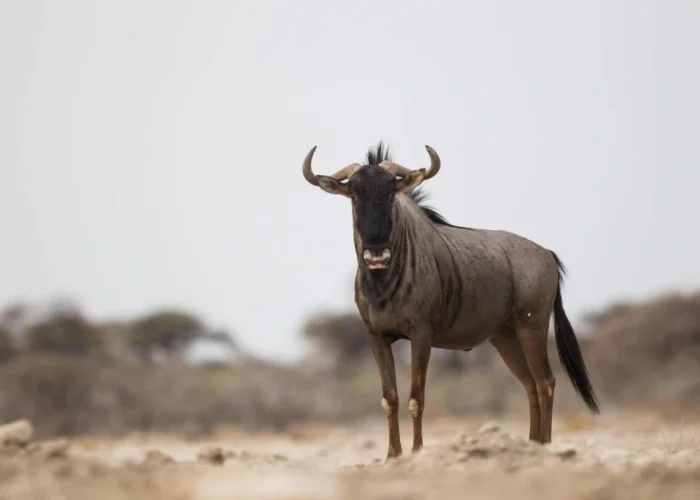 days etosha wildlife safari camping