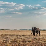 3 Days Etosha Wildlife Safari (Camping)
