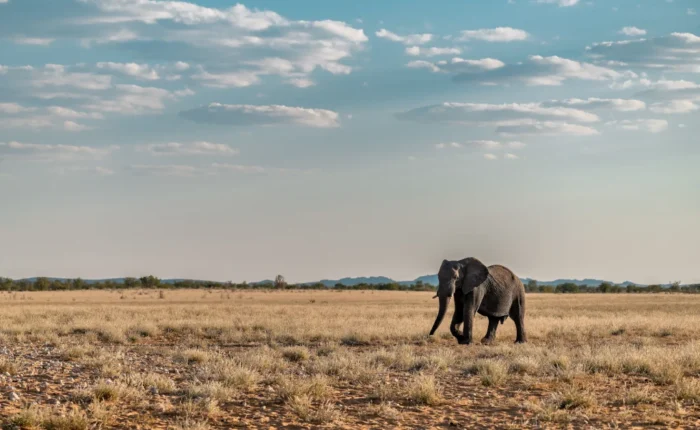 3 Days Etosha Wildlife Safari (Camping)