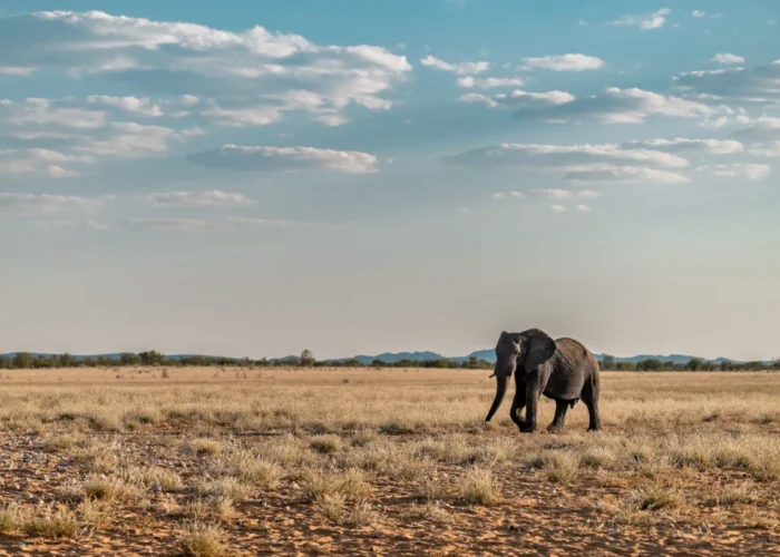 3 Days Etosha Wildlife Safari (Camping)