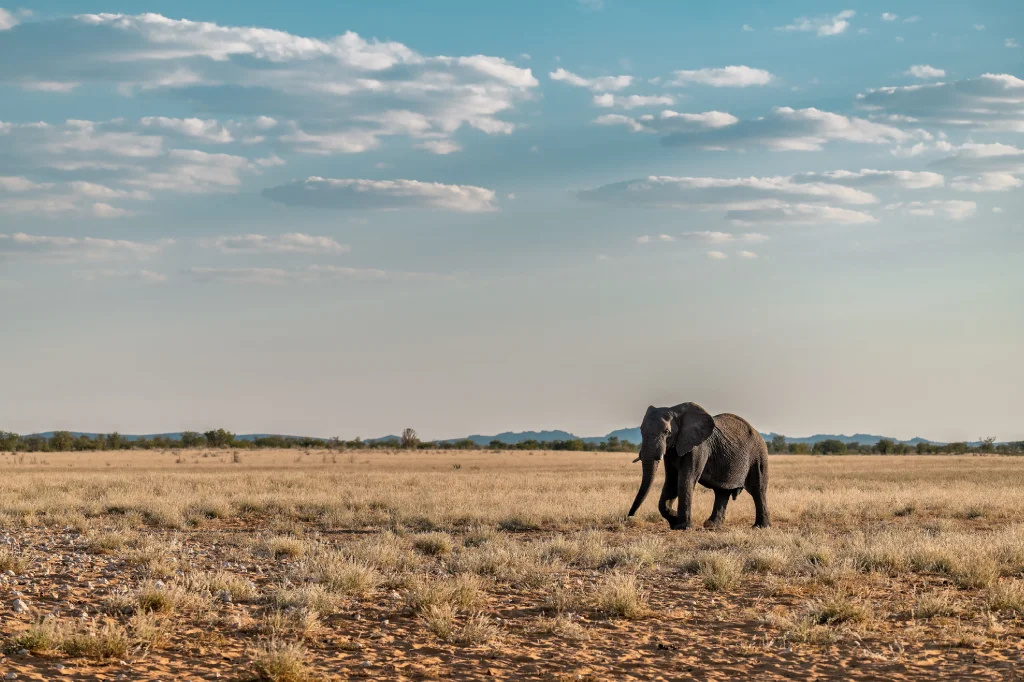African Safari Tours & Holidays, Safari World Tours