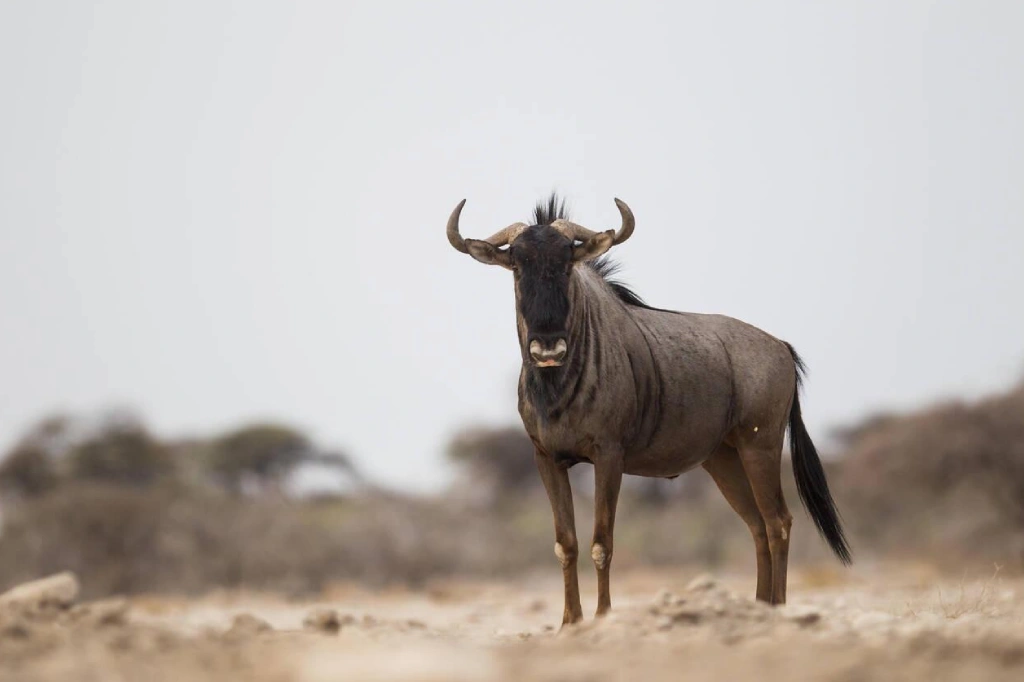 African Safari Tours & Holidays, Safari World Tours